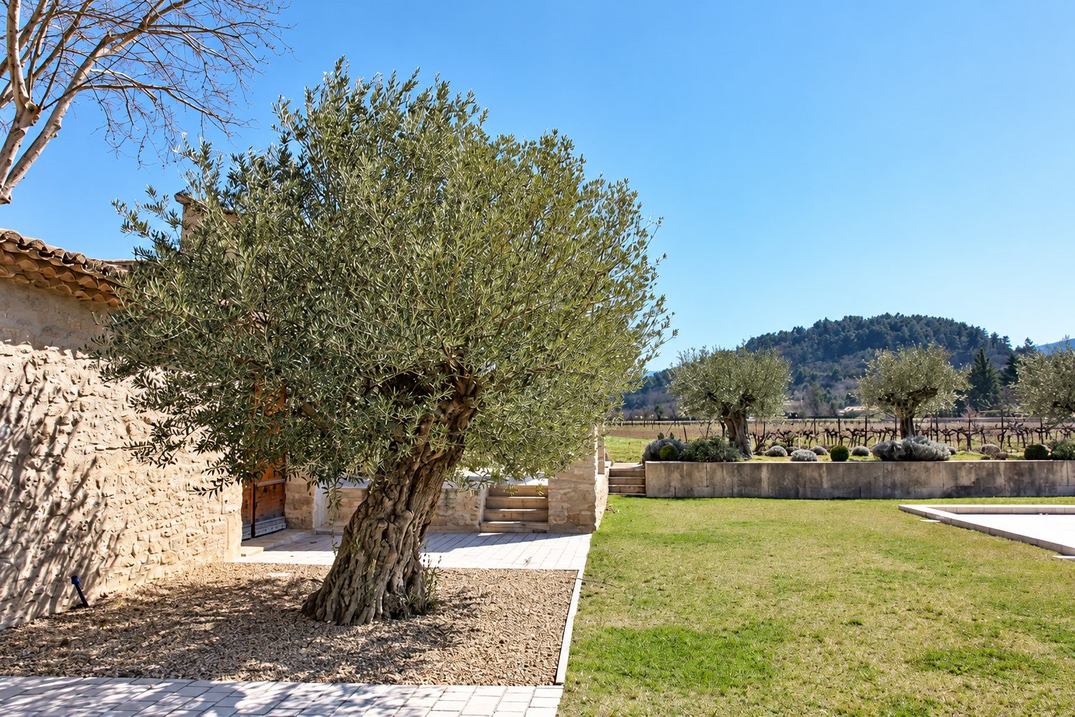 Un vieil olivier au tronc noueux pousse dans un jardin aménagé, près d'un mur en pierre, avec une pelouse, des buissons taillés et des collines en arrière-plan.