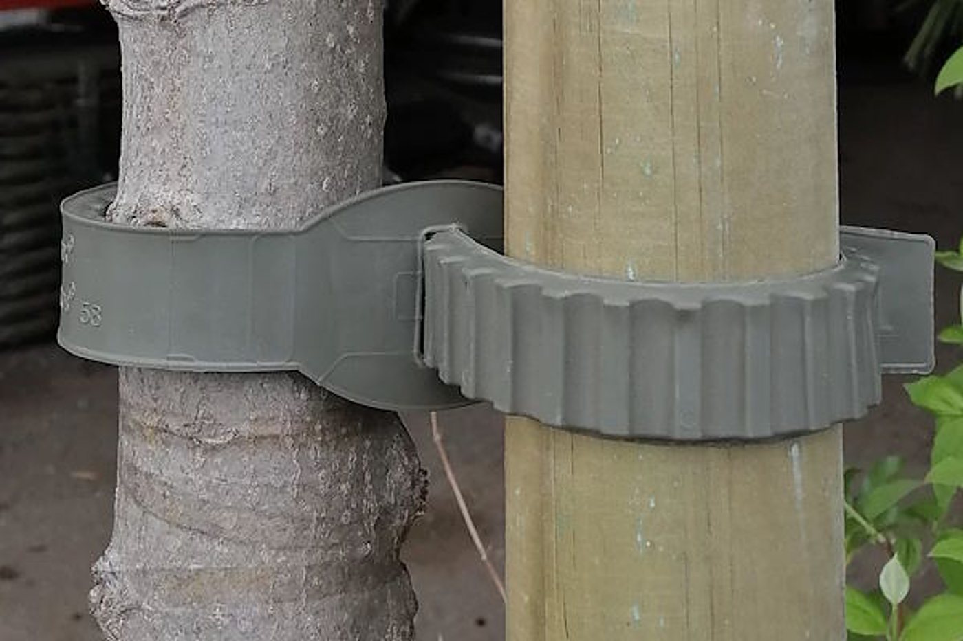 Un lien d'attache en plastique gris maintient un jeune tronc d'arbre contre un tuteur en bois, avec des feuilles vertes à droite.