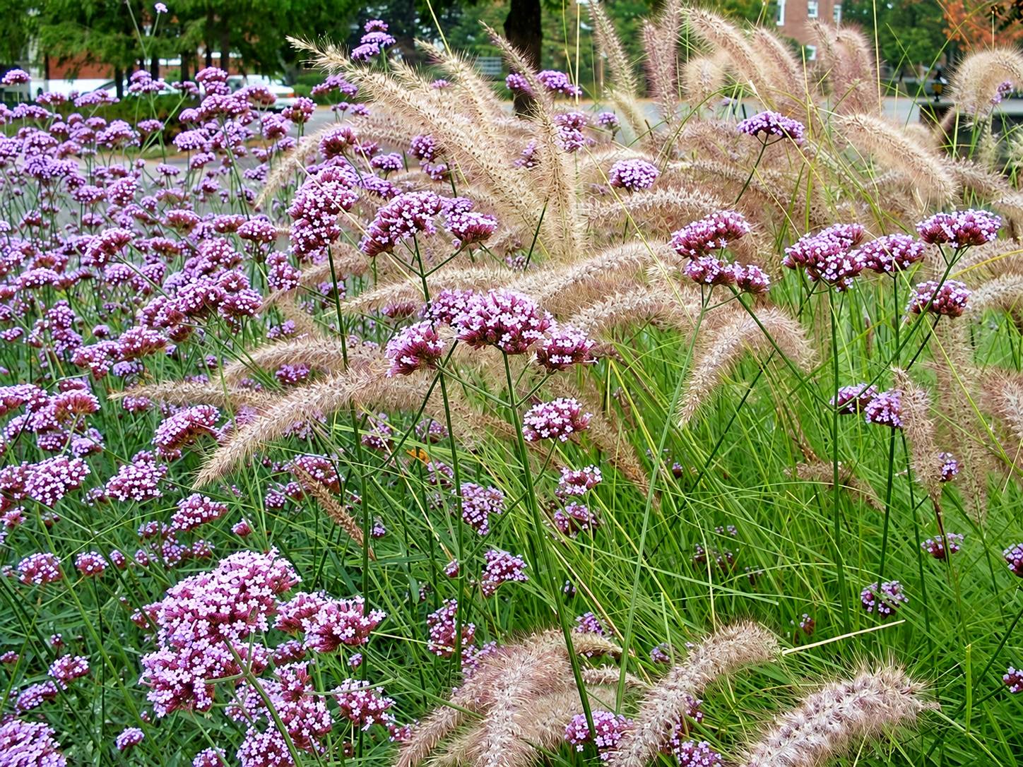 Massif de verveines de Buenos Aires aux fleurs violettes mêlées à de hautes graminées aux épis duveteux, avec des arbres en arrière-plan.
